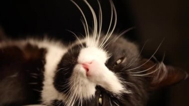 Kedi kadın sahibi hes karnına okşama süre ayak üzerinde uyuyor. Sevimli kedicik göbek sevecen kişi. Güzel siyah ve beyaz kürk.