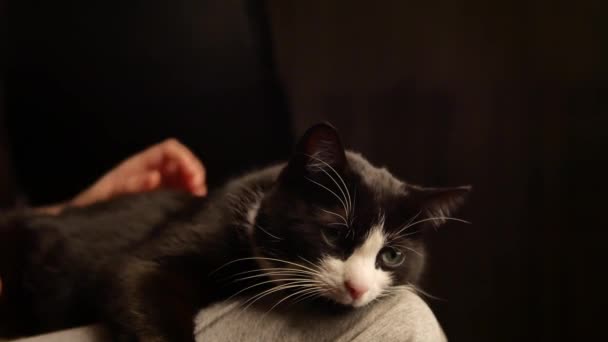 Persona acariciando vientre de lindo gatito. gato durmiendo en piernas mientras mujer propietario acariciando en hes vientre. Hermosa piel blanca y negra . — Vídeos de Stock