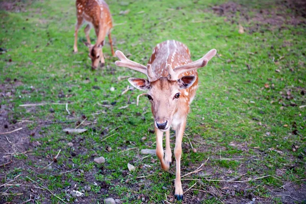 Otlatma çim üzerinde iki kahverengi geyikler