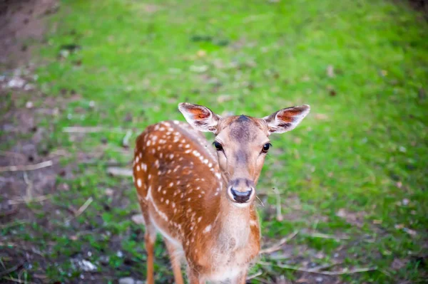 갈색 deers 잔디 방목에 카메라를 봐 — 스톡 사진