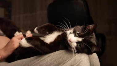 Sevimli kedicik göbek sevecen kişi. kedi kadın sahibi hes karnına okşama süre ayak üzerinde uyuyor. Güzel siyah ve beyaz kürk.