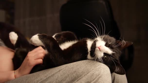 Persona acariciando vientre de lindo gatito. gato durmiendo en piernas mientras mujer propietario acariciando en hes vientre. Hermosa piel blanca y negra . — Vídeos de Stock