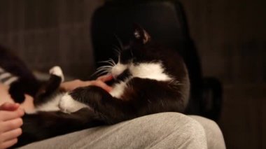 Sevimli kedicik göbek sevecen kişi. kedi kadın sahibi hes karnına okşama süre ayak üzerinde uyuyor. Güzel siyah ve beyaz kürk.