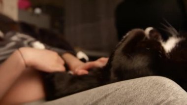 Sevimli kedicik göbek sevecen kişi. kedi kadın sahibi hes karnına okşama süre ayak üzerinde uyuyor. Güzel siyah ve beyaz kürk.