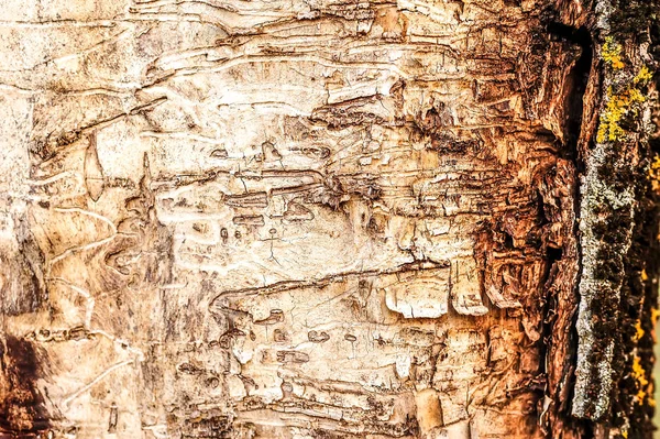 El patrón en la madera del escarabajo de corteza de escarabajo —  Fotos de Stock