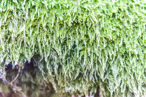 Beautiful green moss in the sunlight, closeup, macro. grows on the tree, beautiful background of moss. place for text. Leaf on , autumn, forest seeds, Nature,Wildlife — Stock Photo, Image