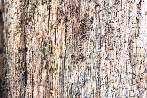 Zvětralé zastaralé hrubý křaplavý texturou dřevěné pozadí — Stock fotografie