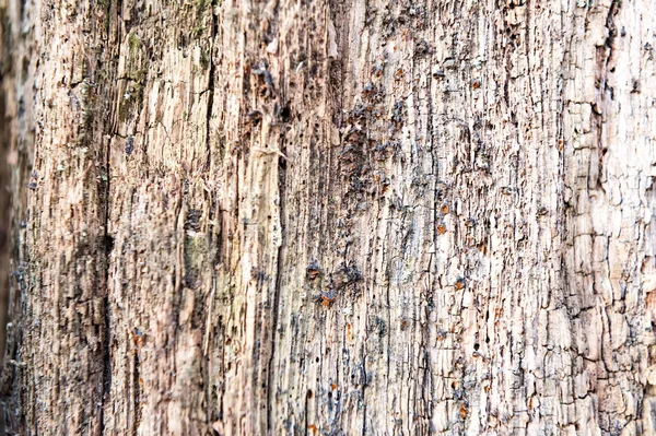 Ξεπερασμένο παρωχημένες τραχύ ραγισμένα ξύλινα φόντο με υφή — Φωτογραφία Αρχείου