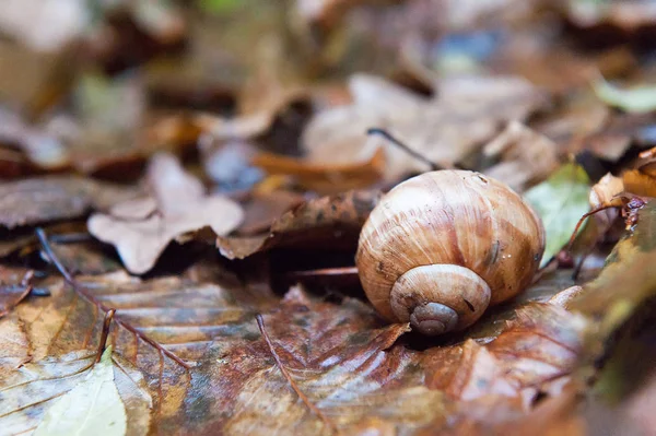 Sonbaharda ıslak yeşillikte salyangoz. Yapraklar nemli..