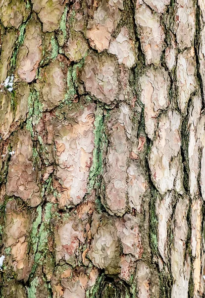 樹皮の古い松の木のクローズ アップ — ストック写真