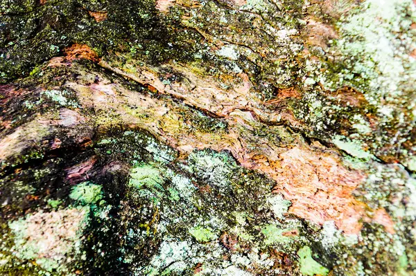 ウッド テクスチャ背景古い死んだ木を染色し、荒い織り目加工の表面のピットのクローズ アップ. — ストック写真