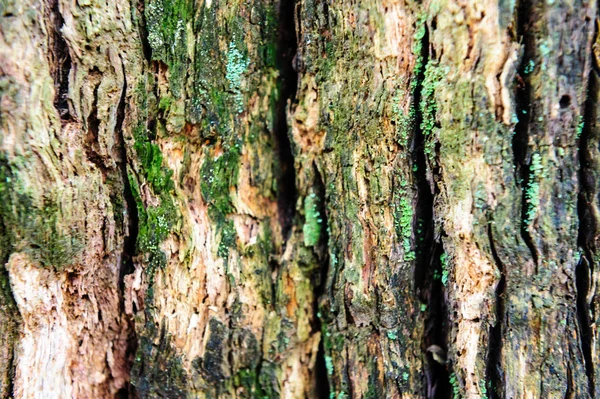 Фон текстуры древесины Крупный план старой мертвой древесины, окрашенной и обработанной грубой текстурой . — стоковое фото