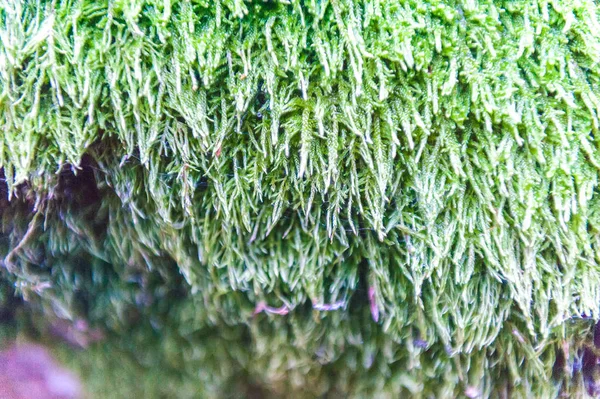 Hermoso musgo verde a la luz del sol, primer plano, macro. crece en el árbol, hermoso fondo de musgo. lugar para el texto. Hoja en, otoño, semillas forestales, Naturaleza, Vida silvestre — Foto de Stock