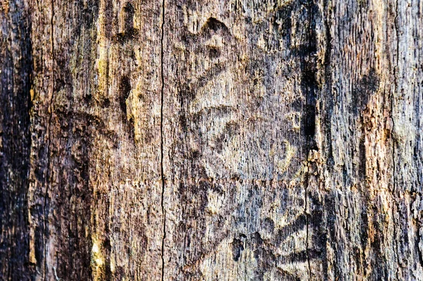 Wood texture background Close-up of old dead wood that is stained and pitted with a rough textured surface. — Stock Photo, Image