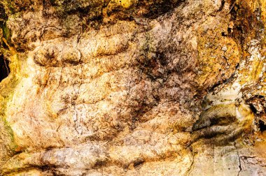 Ahşap doku arka plan lekeli ve bir kaba dokulu yüzeyi ile çekirdeksiz eski ölü odun Close-up.