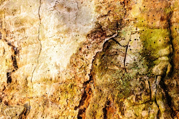 Holz Textur Hintergrund Nahaufnahme von altem Totholz, das gebeizt und mit einer rauen strukturierten Oberfläche entsteint ist. — Stockfoto