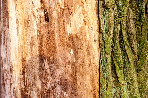 Fundo de textura de madeira Close-up de madeira morta velha que é manchada e sem caroço com uma superfície texturizada áspera . — Fotografia de Stock