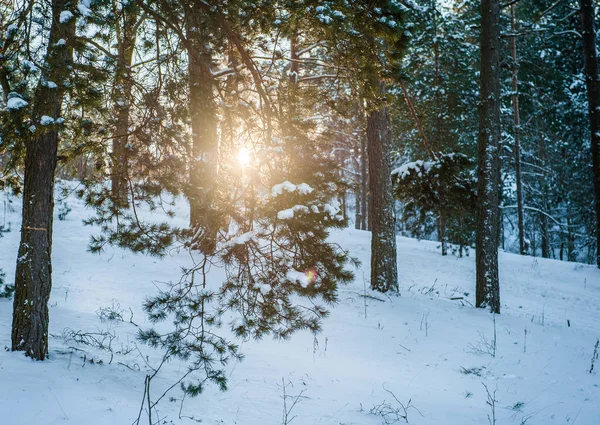 Beyaz kar ve çam ağaçları ile kış ormanında güneş ışığı