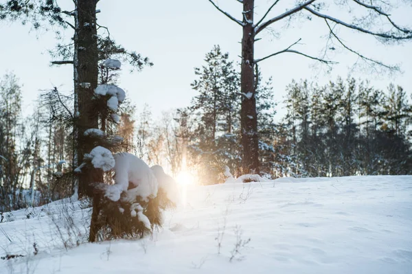 Paesaggio invernale di alberi innevati nella foresta al tramonto con raggi di sole che brillano tra gli alberi gelidi — Foto Stock