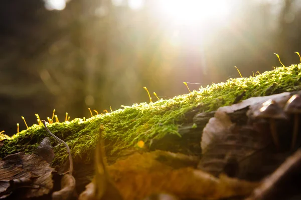 Rayos de sol sobre musgo verde sobre el fondo del bosque, efecto de iluminación intermitente —  Fotos de Stock