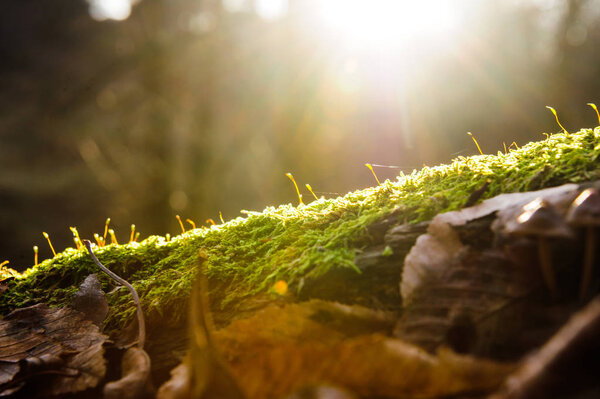 Sun rays on green moss against the background of the forest, flash lighting effect