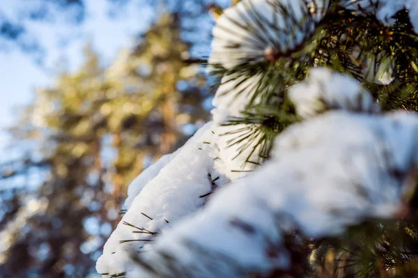 Karda çam dalı. Ormanda kış günbatımı