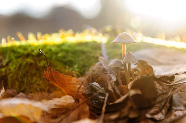 Seta única hongo blanco en primer plano, hojas de haya en el bosque de otoño. Rayos dorados de sol en hojas naranjas. Bosque mágico oscuro y sol — Foto de Stock