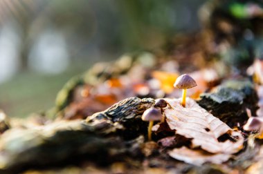 Tek mantar beyaz mantar ön plan, sonbahar ormanda kayın bırakır. Altın güneş ışınları turuncu bırakır. Karanlık sihirli orman ve güneş