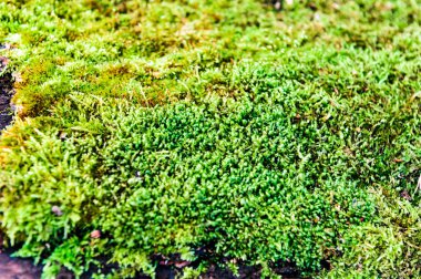 Yeşil yosun örtbas forrest rough taşlar büyüdü. Makro görünümü ile gösterin. Kayalar moss tam.