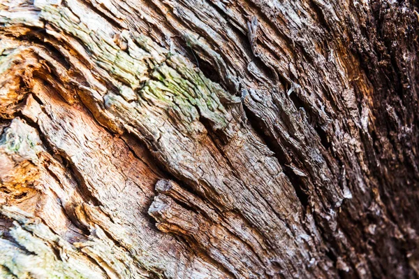 Velho dividido com uma árvore de machado com estrutura irregular. Firewood, foto de close-up. Pequena profundidade de campo. em madeira vestígios visíveis de decomposição e destruição de insectos — Fotografia de Stock