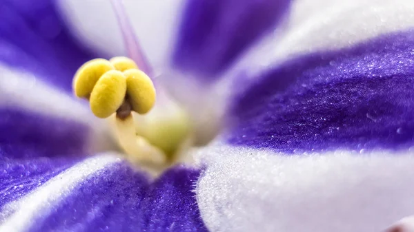 Menekşe çiçek yakın çekim — Stok fotoğraf