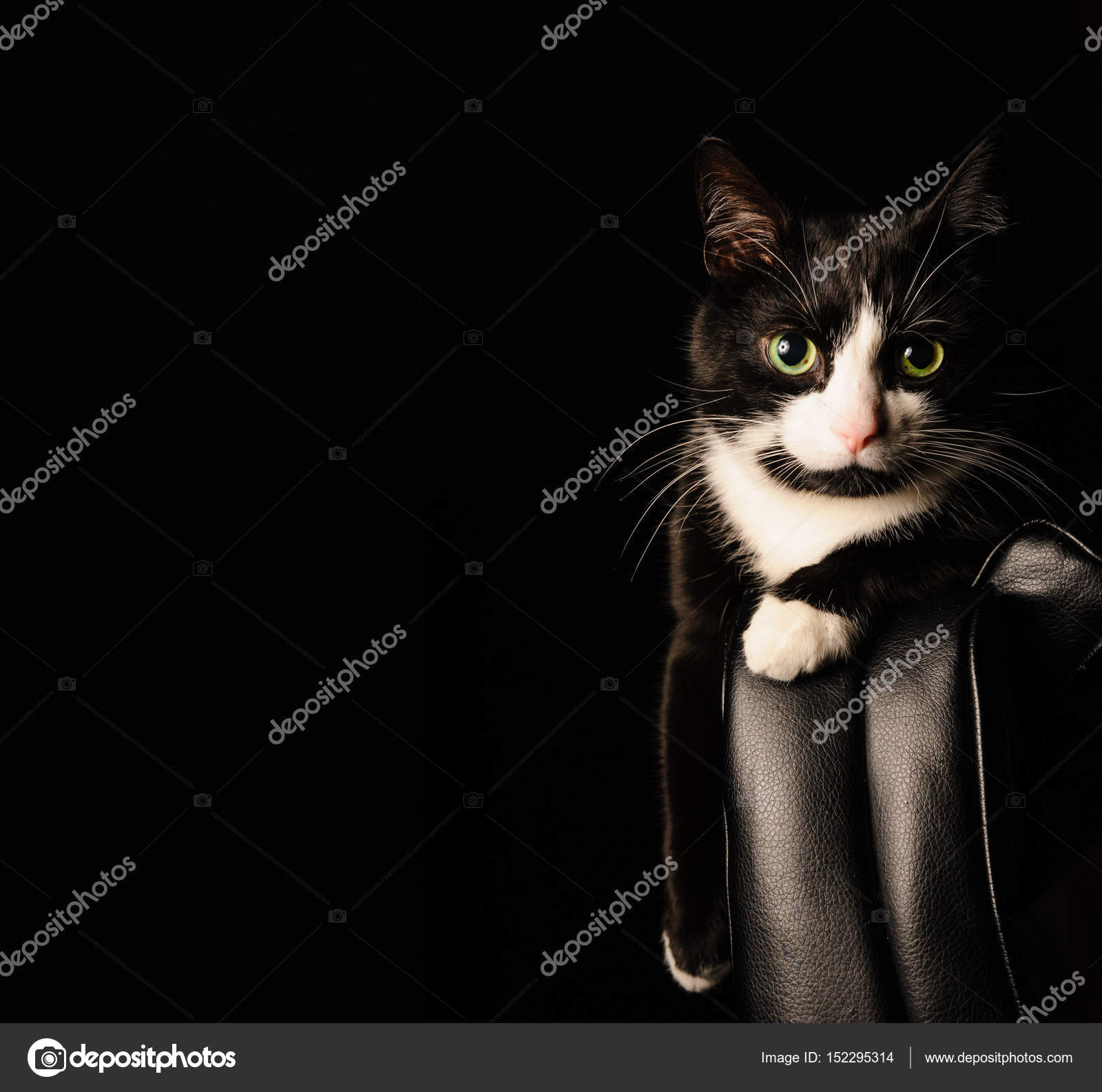 Chat Noir Et Blanc Avec Les Yeux Jaunes Image Stock Image
