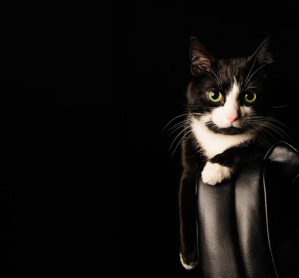 Μαύρο και άσπρο γάτα με σοβαρή ματιά και πράσινα μάτια έγκειται σε μια καρέκλα. έννοια για τα κατοικίδια ζώα και τα ζώα — Φωτογραφία Αρχείου