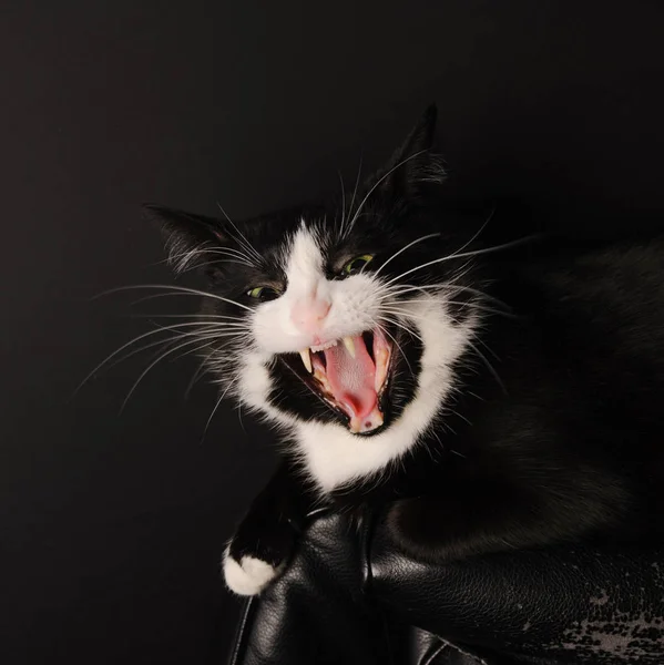 Siyah ve beyaz kedi Predator kamera gösterilerinde bir sırıtış ve tüm dişlerin yalıyor. Evcil hayvanlar ve hayvanlar hakkında kavramı