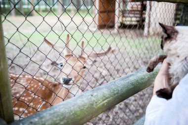 kız bir geyik besleme ve almak onların yakışıklı üstünde bir tüylü kedi. Hayvanlar ve Evcil hayvan sevgi kavramı