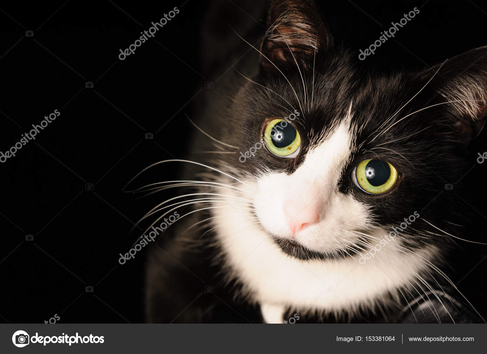 En svart og hvit katt med sjarmerende utseende og grønne øyne ligger på en  stol. Begrepet kjæledyr og dyrekjærlighet – stockfoto © smartbobert  #153381064, image size:1600x1165
