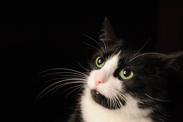 Un gato blanco y negroCon una mirada malvada y cejas fruncidas y ojos verdes está acostado en una silla. El concepto de mascotas y el amor por los animales —  Fotos de Stock