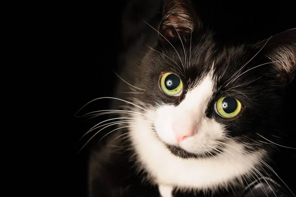 Un gato blanco y negro con un encantador aspecto adorable y ojos verdes está acostado en una silla. El concepto de mascotas y el amor por los animales —  Fotos de Stock