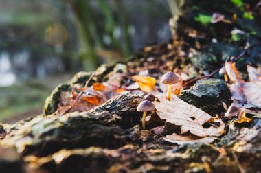 Tek mantar beyaz mantar ön plan, sonbahar ormanda kayın bırakır. Altın güneş ışınları turuncu bırakır. Karanlık sihirli orman ve güneş