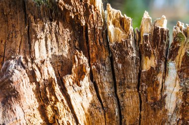bir balta ağaç düzensiz yapısı ile eski böl. Yakacak odun, fotoğrafı yakın çekim. Küçük derinlik-in tarla. ayrışma ve böcekler imha ahşap görünür izleri