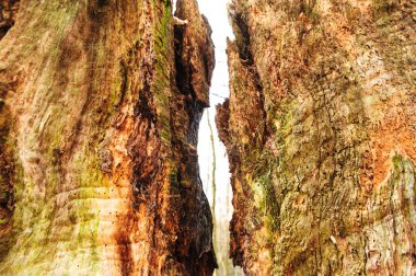 bir balta ağaç düzensiz yapısı ile eski böl. Yakacak odun, fotoğrafı yakın çekim. Küçük derinlik-in tarla. ayrışma ve böcekler imha ahşap görünür izleri