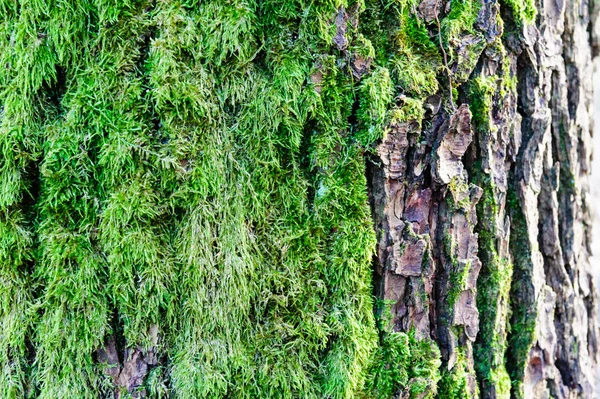 详细的苔藓和地衣的木栅栏上树树皮纹理 — 图库照片
