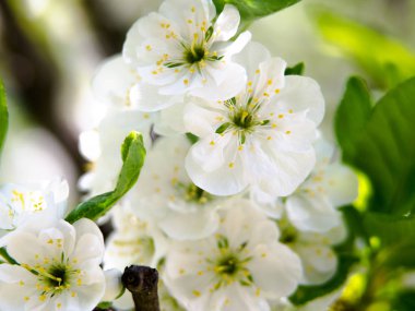 Soyut bahar Mevsimlik arka plan beyaz çiçeklerle doğal Paskalya çiçek resmi kopya alanı ile