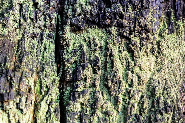 Fond texture bois Gros plan de vieux bois mort taché et dénoyauté avec une surface rugueuse texturée . — Photo