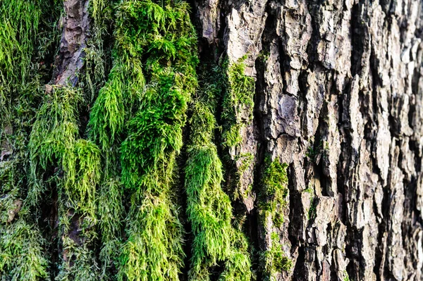 Yeşil yosun örtbas forrest rough taşlar büyüdü. Makro görünümü ile gösterin. Kayalar moss tam.