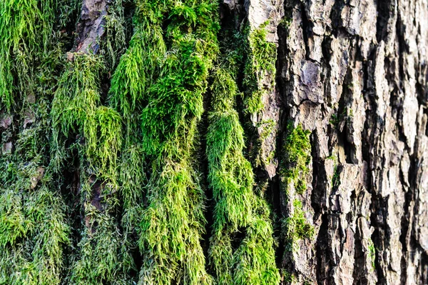 详细的苔藓和地衣的木栅栏上树树皮纹理 — 图库照片