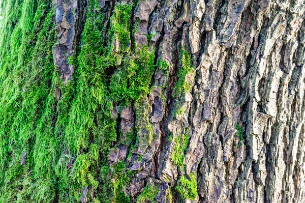 Grön mossa vuxit upp luckan de grova stenarna i skogen. Visa med makro. Stenar som är full av mossa. — Stockfoto