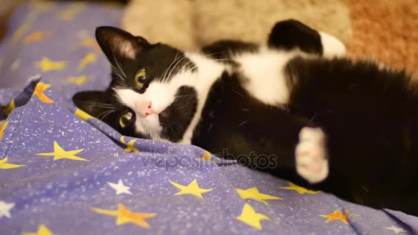 Egy aranyos macska fekete és fehér színű, zöld szeme elalszik a kanapén. Drows lassan villog a szeme. Caring részére állatok, szerelem részére pets, otthoni kényelmet fogalma. — Stock videók