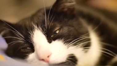Yeşil gözlü sevimli siyah-beyaz kedi kanepede uyuya kalır. Kedi gözleri yakın çekim shot. Yavaş yavaş yanıp gözlerini gördüm. Caring için hayvan, Evcil Hayvan, ev konfor için aşk kavramı.