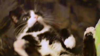 sevimli siyah ve beyaz kedi çalış ve sahibi ile ısırıkları onun el ve bir çok komik ve sıradışı poz onun arka koltukta oturan çizikler. Hayvanlar için sevgi için pets, evde bakım kavramı
